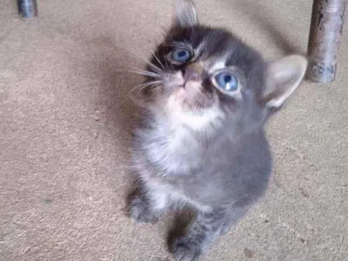 Gato ra a  idade 2 a 6 meses nome Ainda não tem nome. 