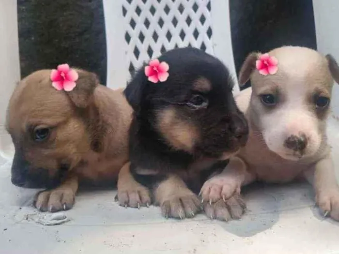 Cachorro ra a  idade Abaixo de 2 meses nome Filhotes