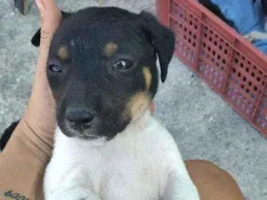 Cachorro raça Viralsta misturado idade Abaixo de 2 meses nome Sem nomes