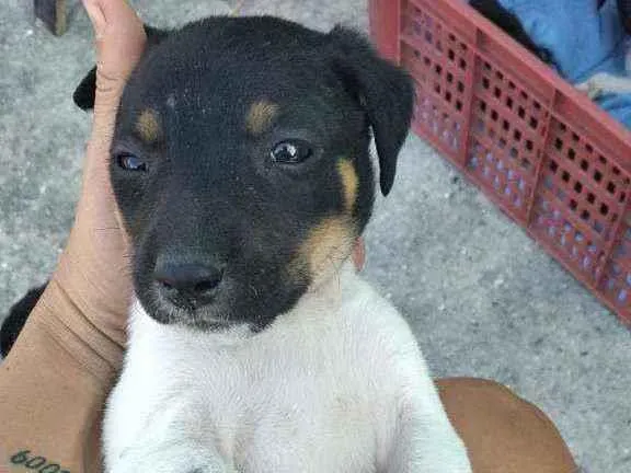 Cachorro ra a Viralsta misturado idade Abaixo de 2 meses nome Sem nomes