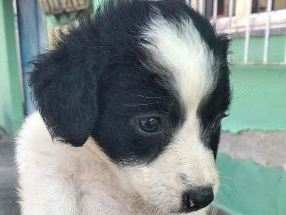 Cachorro ra a Viralsta misturado idade Abaixo de 2 meses nome Sem nomes