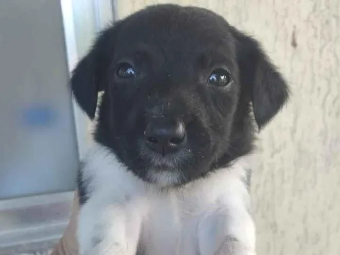 Cachorro ra a Viralsta misturado idade Abaixo de 2 meses nome Sem nomes