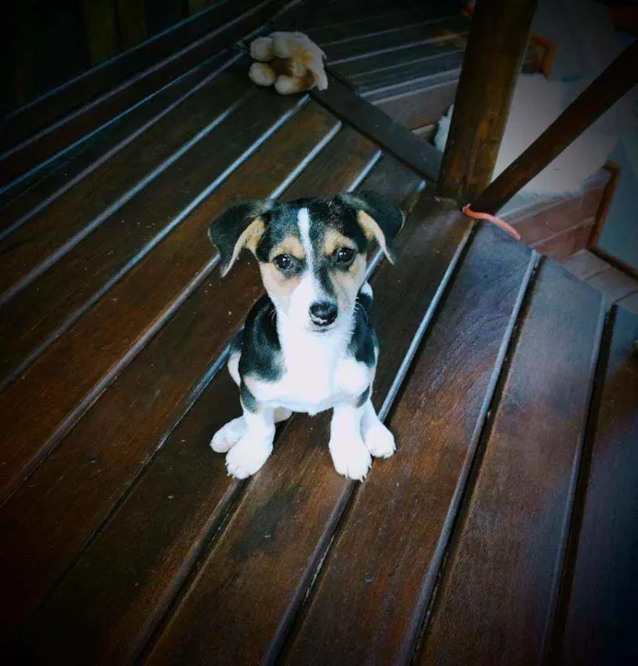 Cachorro raça Fox Paulistinha idade 2 a 6 meses nome Mel