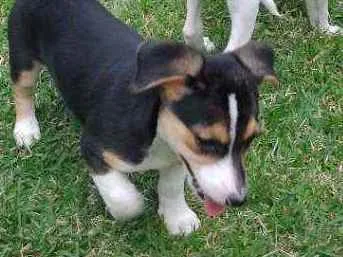 Cachorro raça Fox Paulistinha idade 2 a 6 meses nome Mel