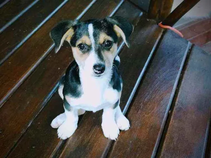 Cachorro raça Fox Paulistinha idade 2 a 6 meses nome Mel