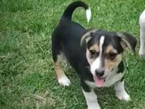 Cachorro raça Fox Paulistinha idade 2 a 6 meses nome Mel