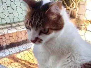 Gato raça Srd idade 3 anos nome Branquinho lindo 