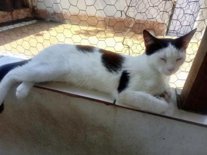 Gato raça Srd idade 7 a 11 meses nome Cherry Linda gatinha