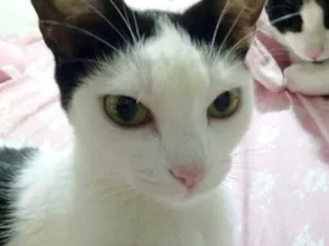 Gato raça Srd idade 7 a 11 meses nome Cherry Linda gatinha