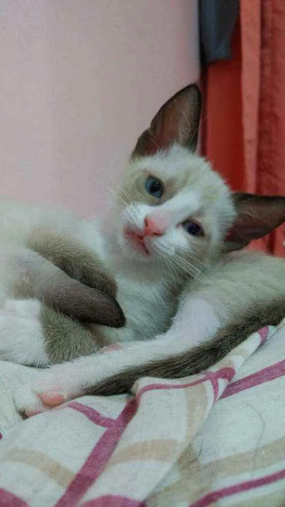Gato ra a SRD idade 2 a 6 meses nome Polvilho