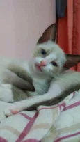 Polvilho