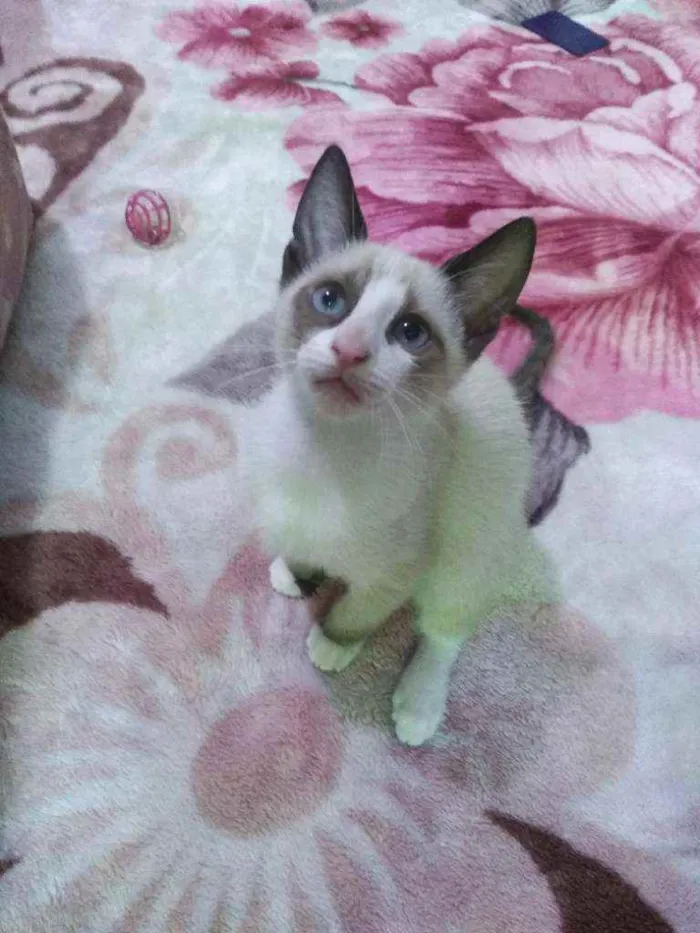 Gato ra a SRD idade 2 a 6 meses nome Polvilho