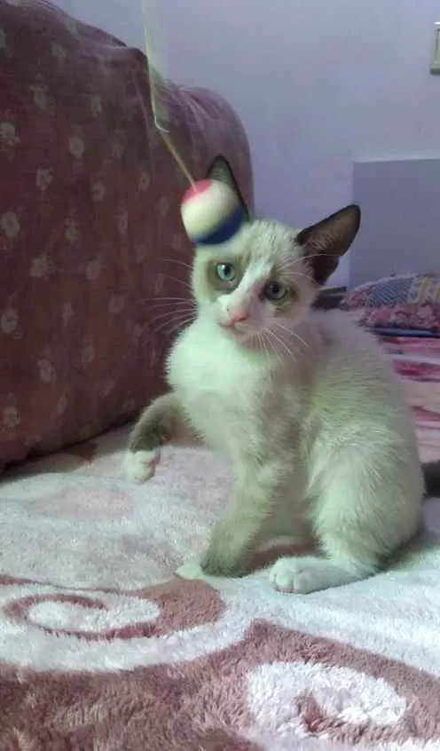 Gato ra a SRD idade 2 a 6 meses nome Polvilho