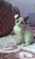 Polvilho