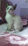 Polvilho