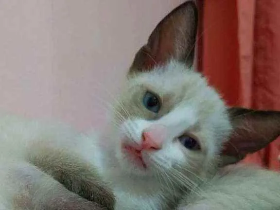 Gato ra a SRD idade 2 a 6 meses nome Polvilho