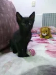 Pimenta