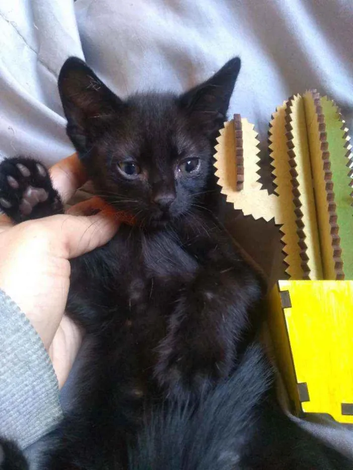 Gato ra a SRD idade 2 a 6 meses nome Pimenta