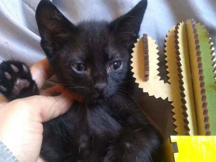 Gato ra a SRD idade 2 a 6 meses nome Pimenta