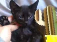 Pimenta