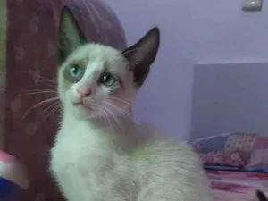 Gato raça SRD idade 2 a 6 meses nome Polvilho