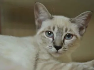 Gato raça SRD-ViraLata idade 2 a 6 meses nome FILHOTINHA