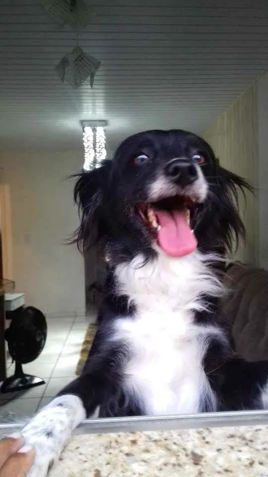 Cachorro ra a Mistura da raça Border Collie idade 6 ou mais anos nome Loli