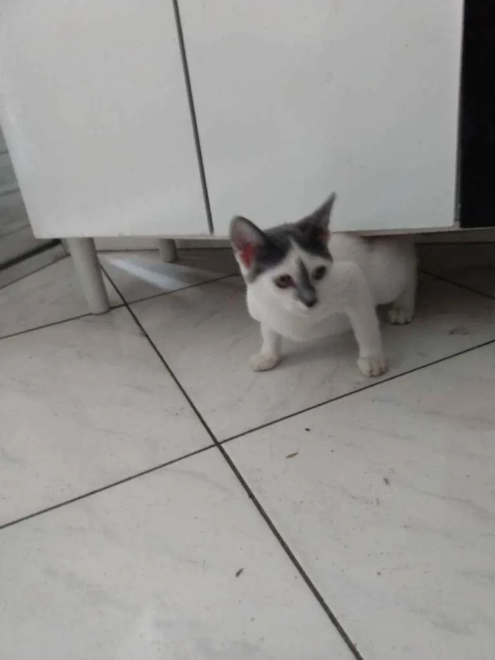 Gato ra a  idade 2 a 6 meses nome Julliete