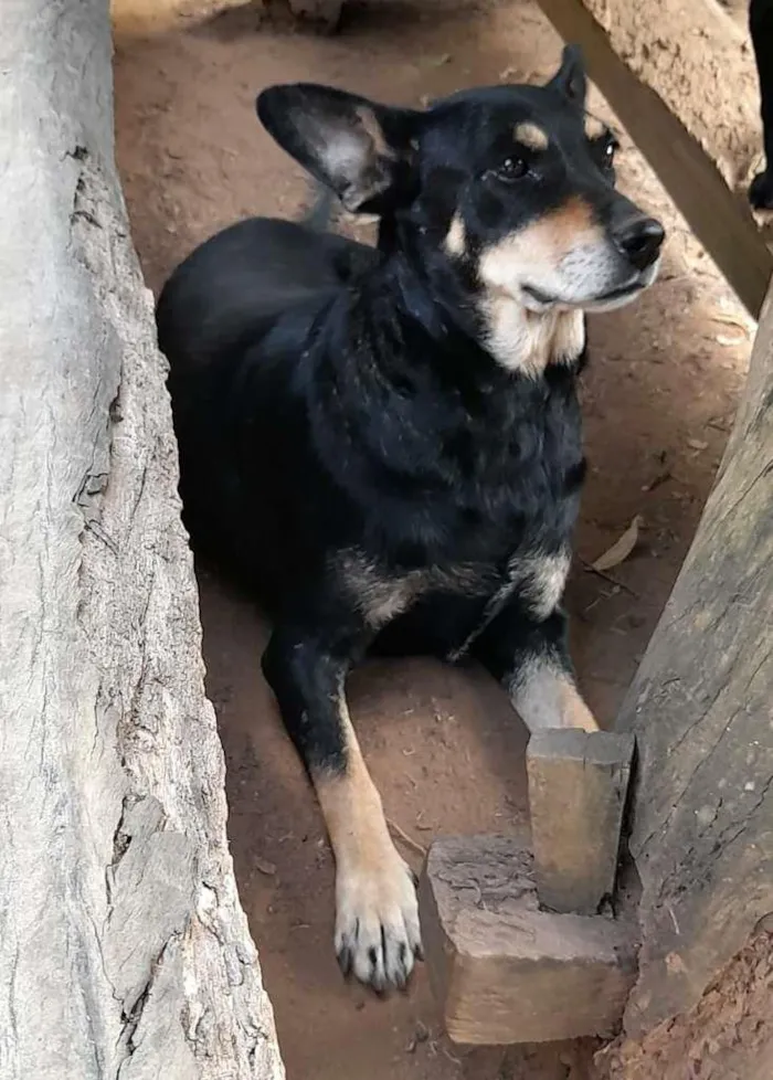 Cachorro ra a SRD-ViraLata idade 6 ou mais anos nome Nina