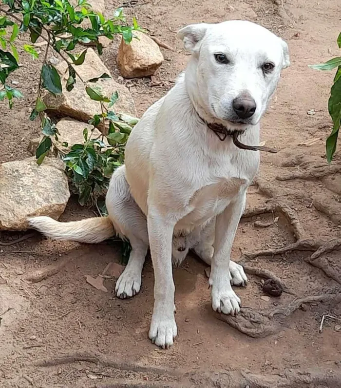 Cachorro ra a Vira-lata idade 1 ano nome Apolo