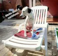 PINTADO
