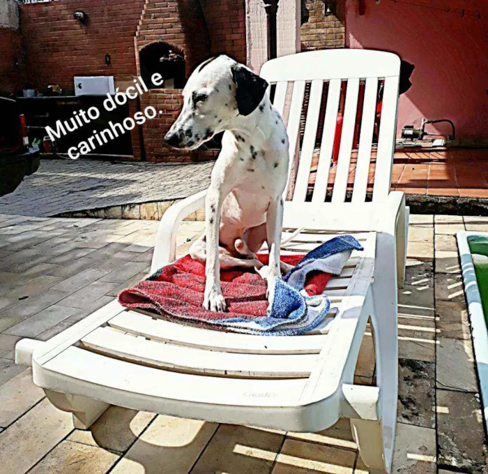 Cachorro raça MESTIÇO COM DALMATA idade 1 ano nome PINTADO