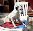 PINTADO