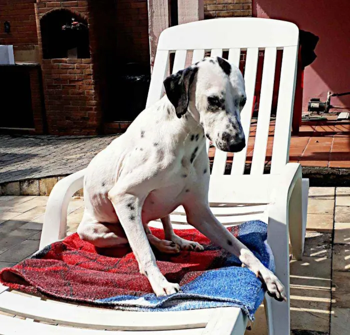 Cachorro raça MESTIÇO COM DALMATA idade 1 ano nome PINTADO