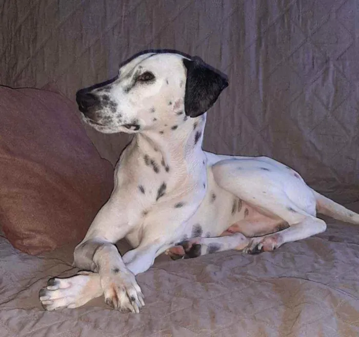 Cachorro raça MESTIÇO COM DALMATA idade 1 ano nome PINTADO