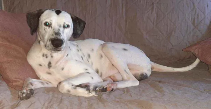 Cachorro raça MESTIÇO COM DALMATA idade 1 ano nome PINTADO