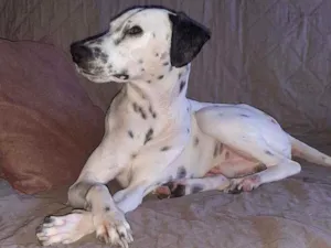 Cachorro raça MESTIÇO COM DALMATA idade 1 ano nome PINTADO