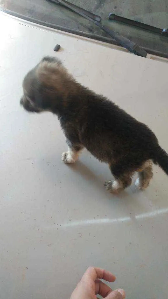Cachorro ra a Vira lata idade 2 a 6 meses nome Sem nomes
