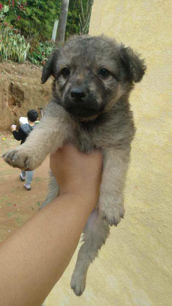Cachorro ra a Vira lata idade 2 a 6 meses nome Sem nomes