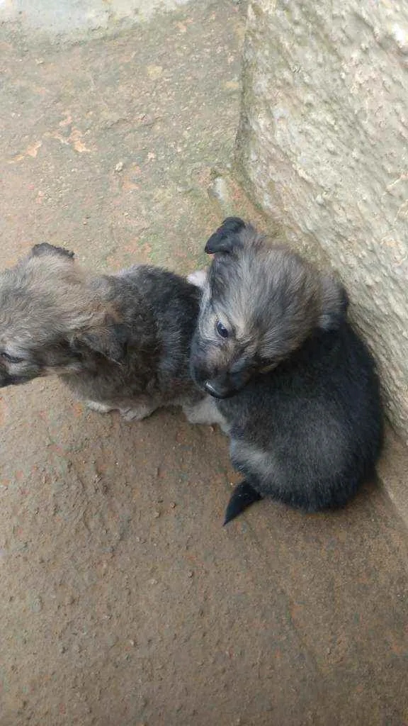 Cachorro ra a Vira lata idade 2 a 6 meses nome Sem nomes