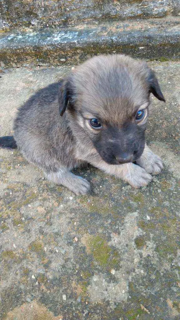 Cachorro ra a Vira lata idade 2 a 6 meses nome Sem nomes