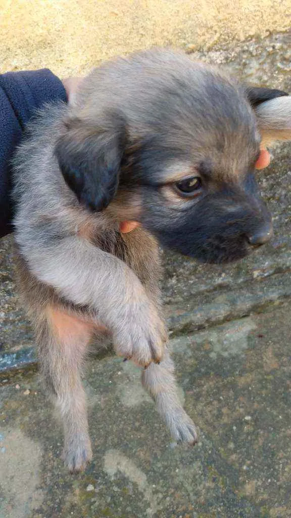 Cachorro ra a Vira lata idade 2 a 6 meses nome Sem nomes