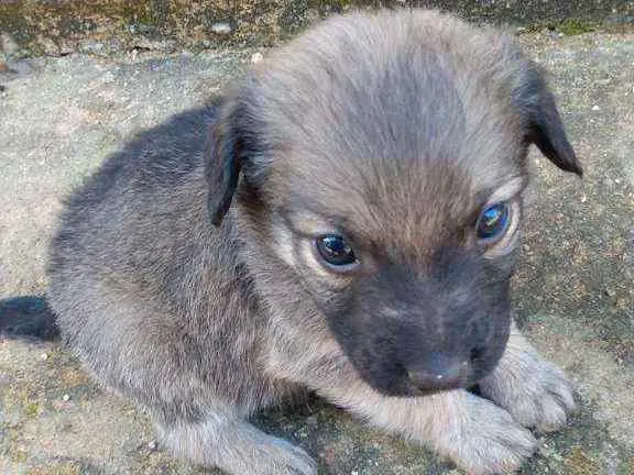 Cachorro ra a Vira lata idade 2 a 6 meses nome Sem nomes