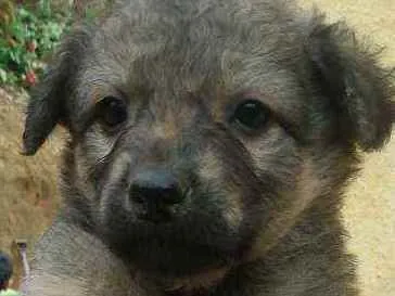 Cachorro ra a Vira lata idade 2 a 6 meses nome Sem nomes