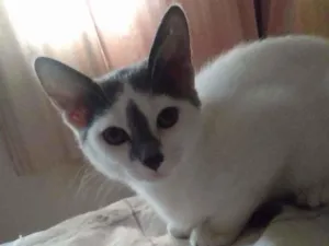 Gato raça  idade 2 a 6 meses nome Julliete