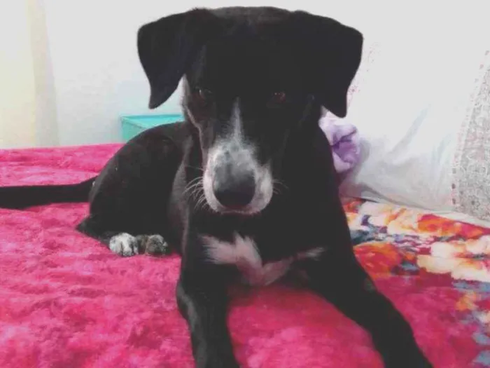 Cachorro ra a Lavrador com vira lata idade 2 anos nome Mel