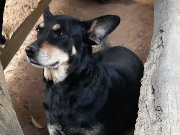 Cachorro ra a SRD-ViraLata idade 6 ou mais anos nome Nina