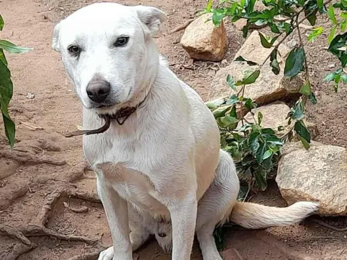 Cachorro ra a Vira-lata idade 1 ano nome Apolo