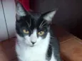 Soraya