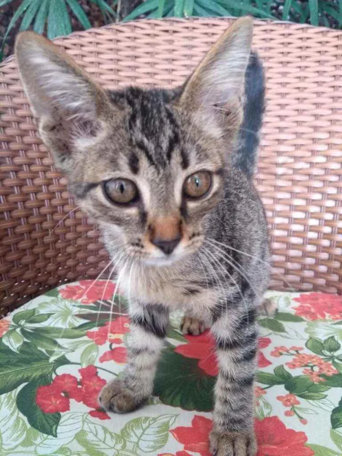 Gato ra a Tigre idade 2 a 6 meses nome Pistis